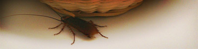 The SXSW Cockroach