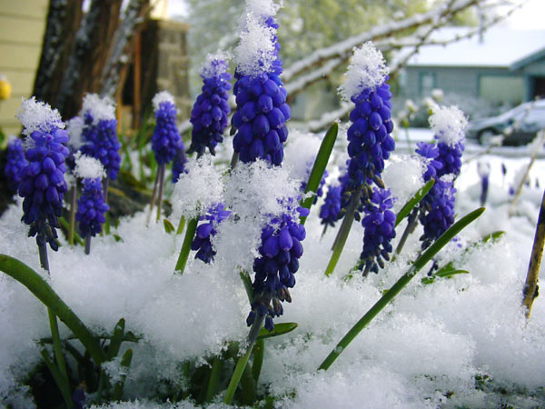 Snowy Purple Flowers