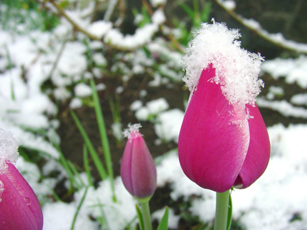 Snowy Tulips