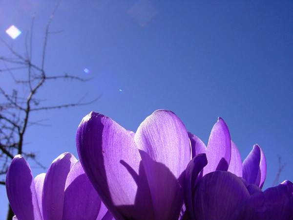 Spring Flowers - Bend, OR