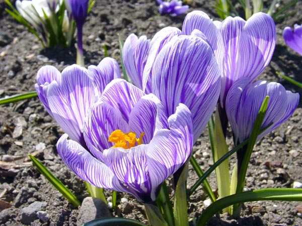 Spring Flowers 02 - Bend, OR