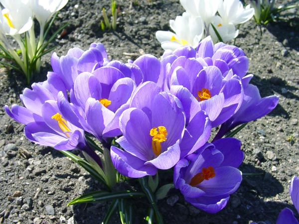 Spring Flowers 03 - Bend, OR