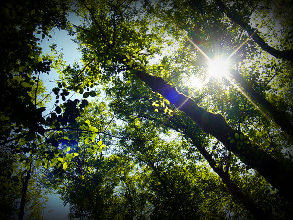 Hippie Sun through the Trees