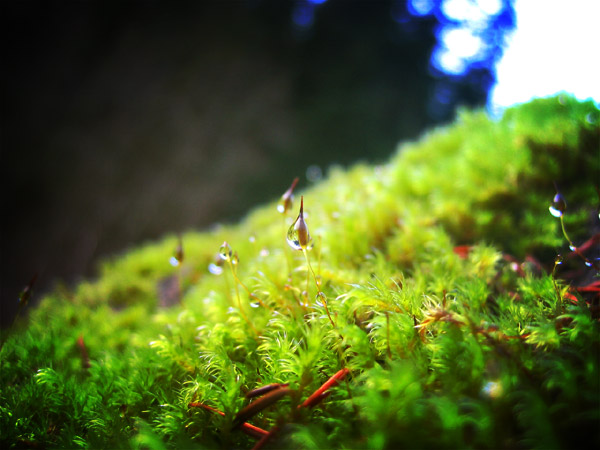 Dew Drops in Moss at Eagle Creek