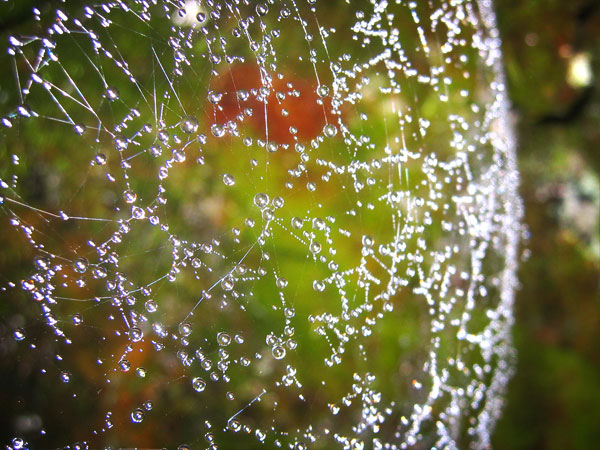 Spider Web Covered in Dew, Eagle Creek