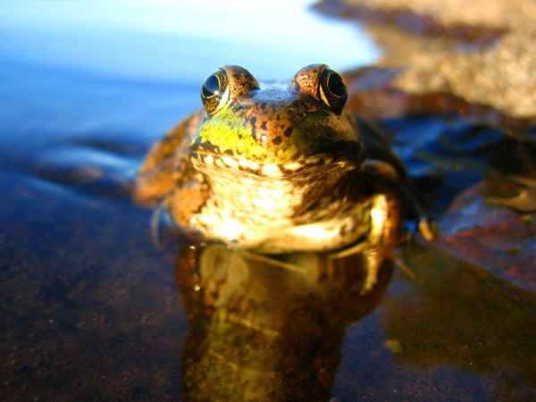 An overly friendly frog who was attracted by the croaking sounds of our water filter.  Hatchet Lake, Isle Royale, Lake Superior