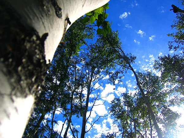 Birch trees at our campsite on Lake Desor, Isle Royale, Lake Superior