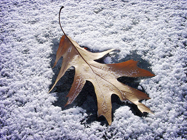 An Oak Leaf on Lake Independence at Camp Ihduhapi, Loretto, MN, Winter 2002