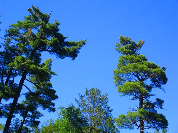 Some of the lovely pine trees that grace Camp Menogyn