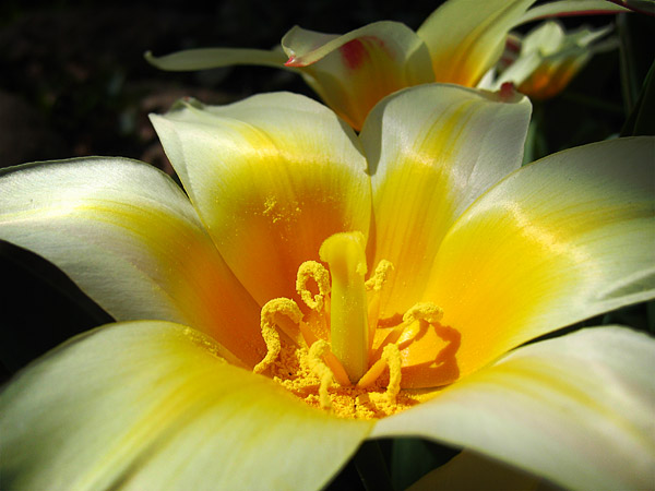 A nice shot of a flower in front of my house in Hood River