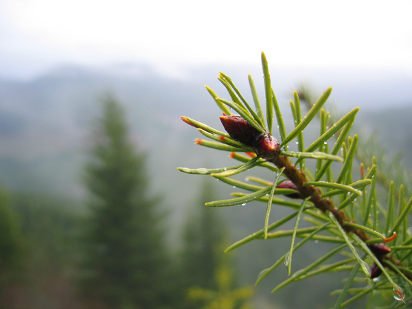 Pine needles overlooking a wet valley in Hood River County, Oregon