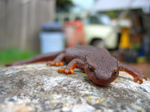 A pretty little rough-skinned newt, Taricha granulosa