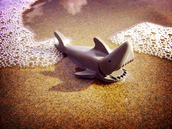 Sand Shark, Oregon Coast